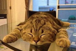 猫が寝ている画像